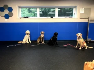 Four dogs sit on a black floor in front of a blue wall, each spaced apart and leashed, inside a training room.