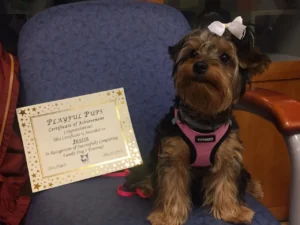 A small dog wearing a bow and harness sits on a chair next to a certificate of achievement for training completion.